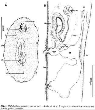 Image of Mabelaplana