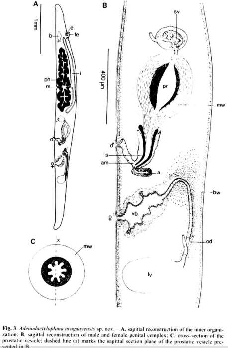 Image of Adenodactyloplana