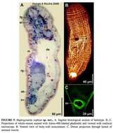 Image of Haplogonaria sophiae Hooge & Rocha 2006