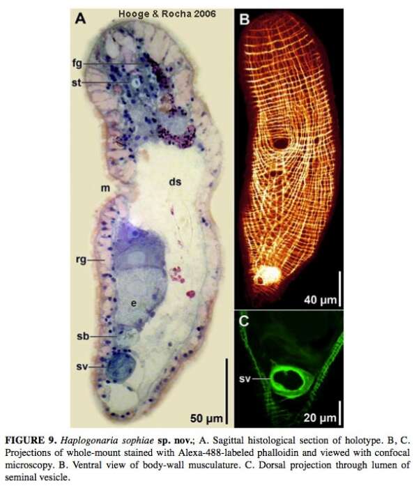 Imagem de Haplogonaria sophiae Hooge & Rocha 2006