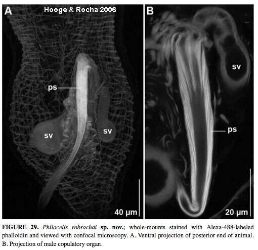 Image de Philocelis