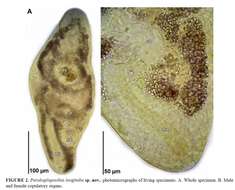 Imagem de Parahaploposthia longituba Hooge & Tyler 2007