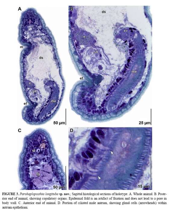 Image of Parahaploposthia longituba Hooge & Tyler 2007