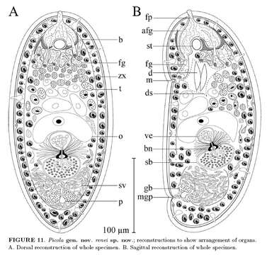 Image of Deuterogonaria