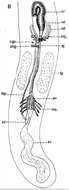 Image of Cirrifera genitoductus Jouk, Martens & Schockaert 2007