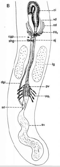 Image of Cirrifera genitoductus Jouk, Martens & Schockaert 2007