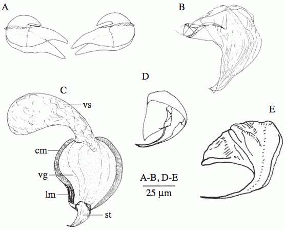 Image of Uncinorhynchus vorago Willems, Sandberg & Jondelius 2007