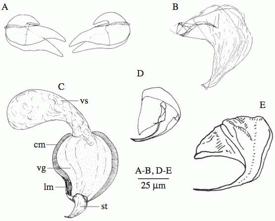 Image de Uncinorhynchus vorago Willems, Sandberg & Jondelius 2007