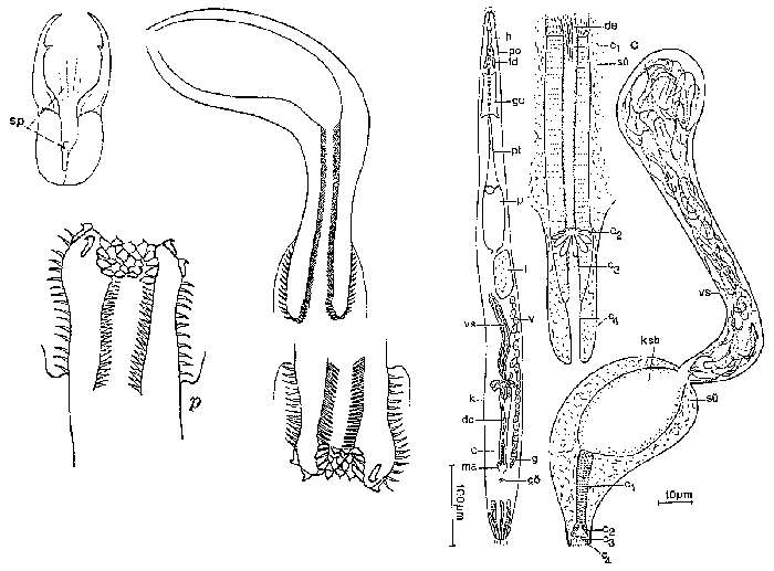 Image of Cheliplana marcusi (Karling 1956)