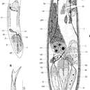 Image of Acirrostylus poncedeleoni Van Steenkiste, Volonterio, Schockaert & Artois