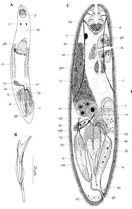 Image of Acirrostylus poncedeleoni Van Steenkiste, Volonterio, Schockaert & Artois