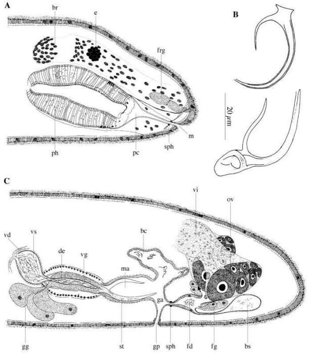 Image of Baicalellia forcipifera Van Steenkiste, Volonterio, Schockaert & Artois