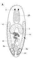 Image of Baicalellia forcipifera Van Steenkiste, Volonterio, Schockaert & Artois