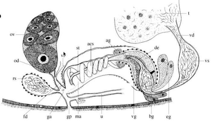 Image of Polliculus