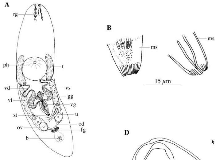 Image of Coronhelmis mimosa Van Steenkiste, Volonterio, Schockaert & Artois