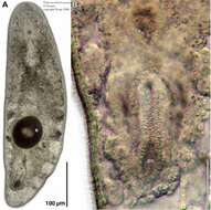 Image of Praeconvoluta bocasensis Hooge & Tyler 2008