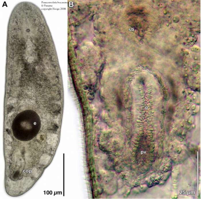 Image of Praeconvoluta bocasensis Hooge & Tyler 2008