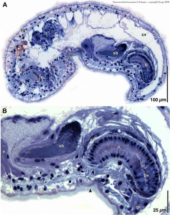 Image of Praeconvoluta bocasensis Hooge & Tyler 2008