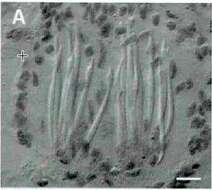 Image of Proseriata
