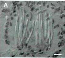 Image of Parotoplana axi Delogu & Curini-Galletti 2009