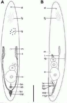 Imagem de Philactinoposthia multipunctata Nilsson, Wallberg & Jondelius 2011