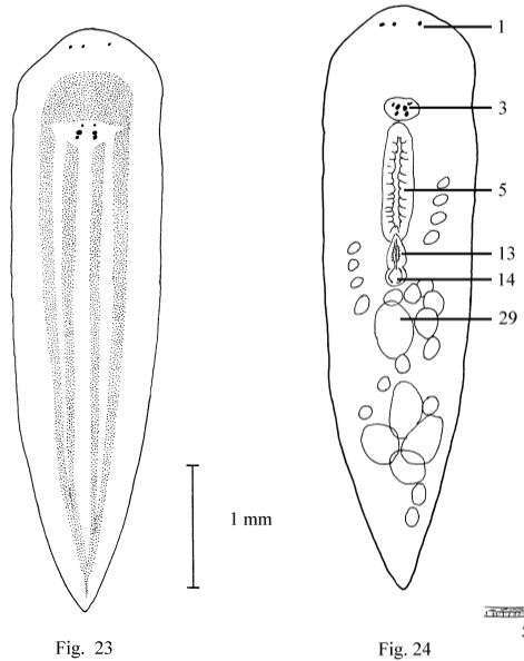 Image of Chromoplana kaikouris Holleman 2007