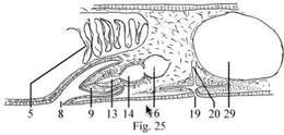 Image de Chromoplana kaikouris Holleman 2007