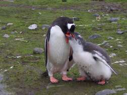 Image of Gentoo Penguin