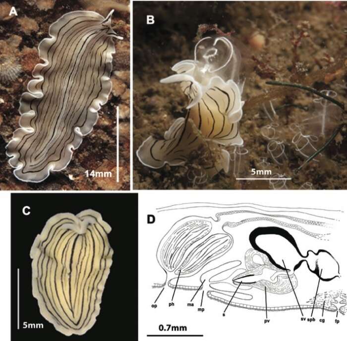 Imagem de Prostheceraeus vittatus (Montagu 1815)