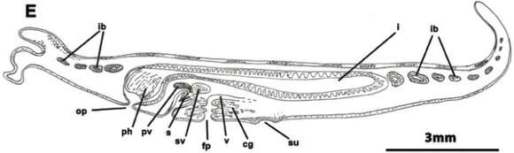 Слика од Prostheceraeus vittatus (Montagu 1815)