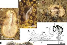 Image of Moseley's flatworm