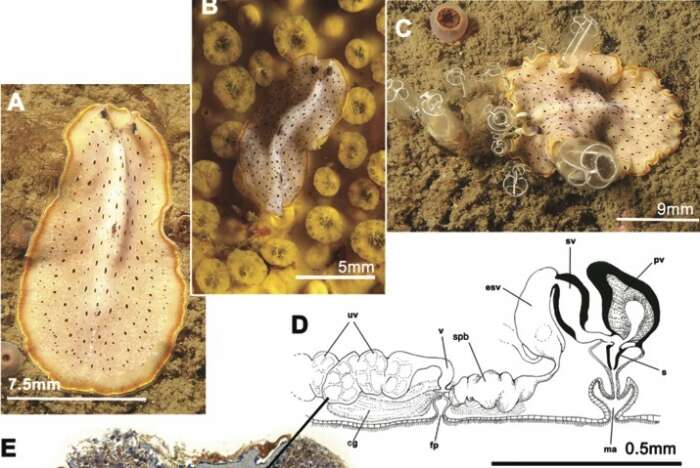 Image of Moseley's flatworm