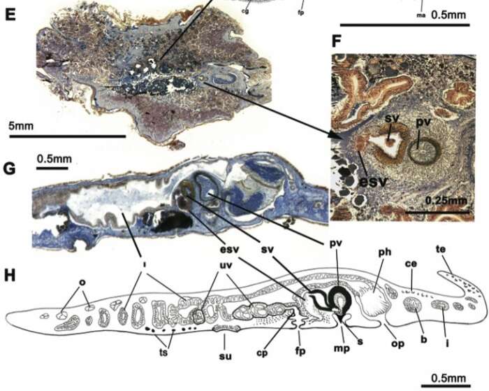 Слика од Prostheceraeus moseleyi Lang 1884