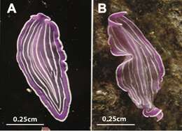 Image of pink flatworm