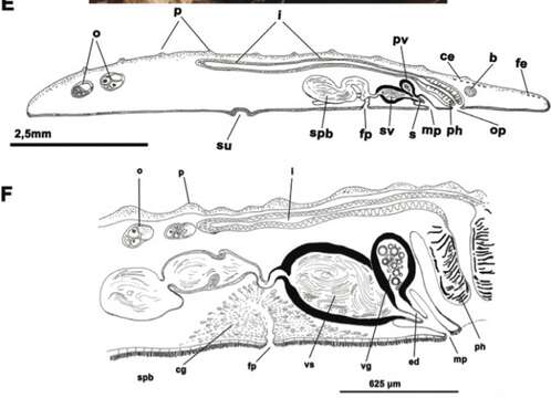 Слика од Cycloporus papillosus (Sars 1878)