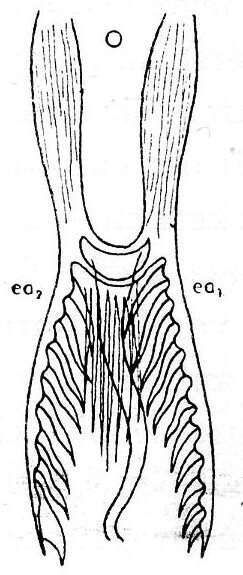 Image of Microdalyellia mohicana (Graff 1911)