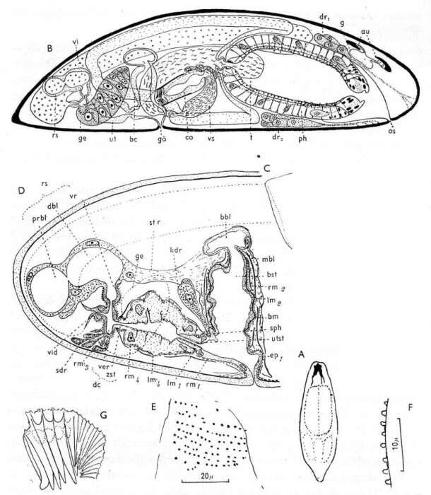 Image of Halammovortex nigrifrons (Karling 1935)