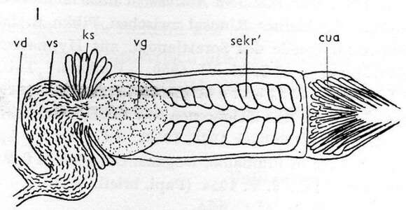 Image of Halammovortex lewisi (Jones & Ferguson 1948)