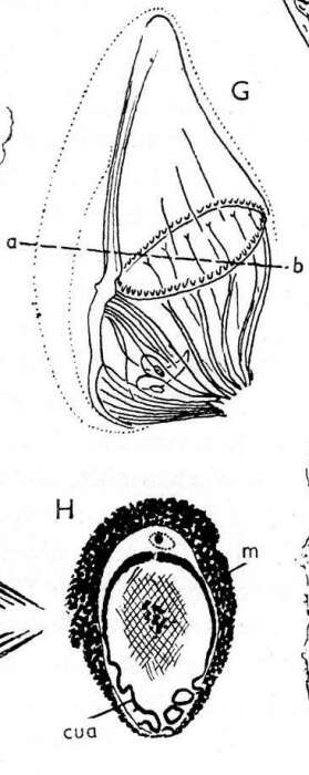 Image of Beauchampiola