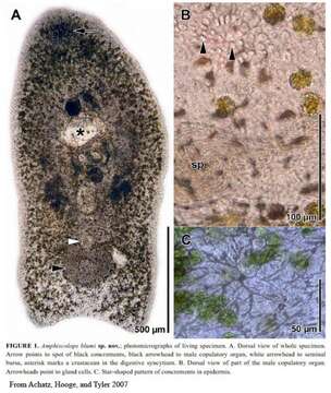 Image of Heterochaerus blumi (Achatz, Hooge & Tyler 2007)