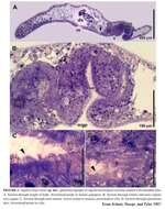 Image of Heterochaerus blumi (Achatz, Hooge & Tyler 2007)