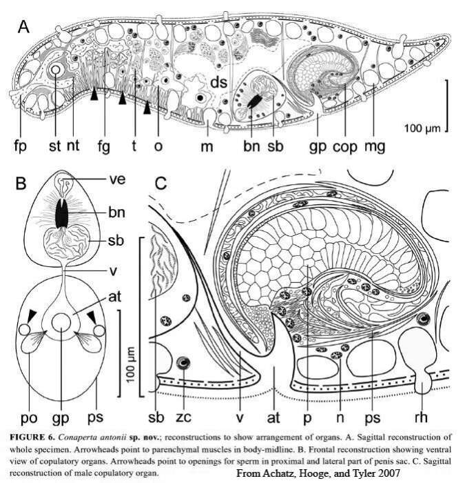 Image of Conaperta