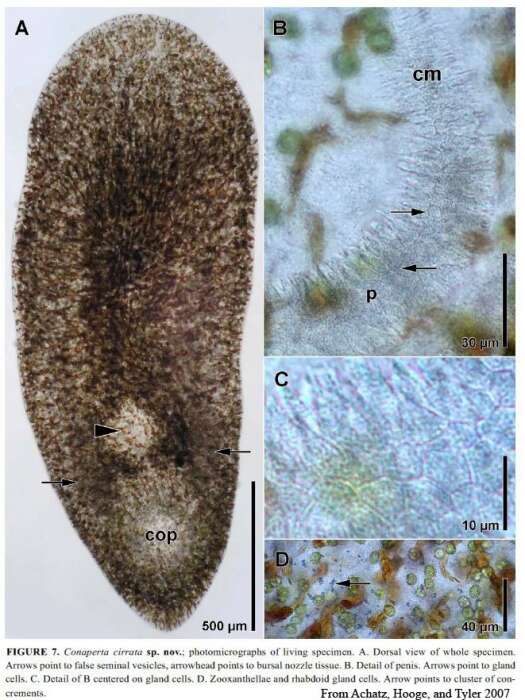 Image of Conaperta cirrata Achatz, Hooge & Tyler 2007