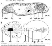 Image of Conaperta cirrata Achatz, Hooge & Tyler 2007