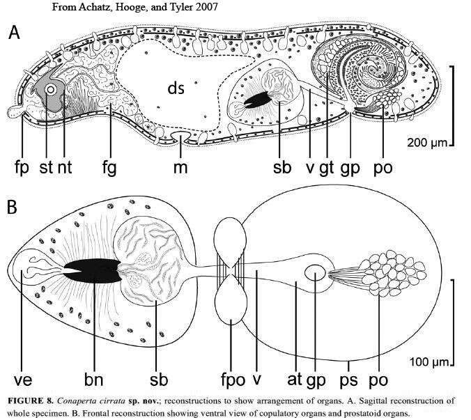 Image of Conaperta cirrata Achatz, Hooge & Tyler 2007