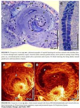 Image of Conaperta cirrata Achatz, Hooge & Tyler 2007