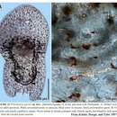 Image of Polychoerus parvus Achatz, Hooge & Tyler 2007