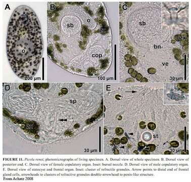 Image of Deuterogonaria