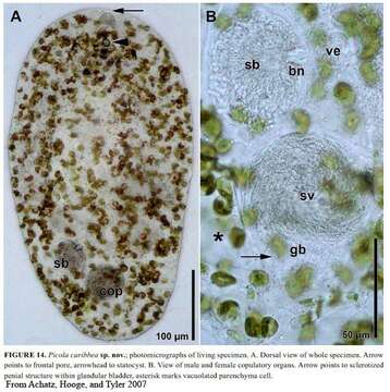 Image of Deuterogonaria carribea (Achatz, Hooge & Tyler 2007)