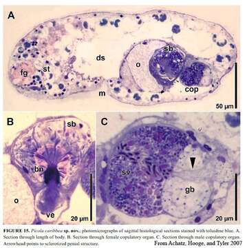 Image of Deuterogonaria carribea (Achatz, Hooge & Tyler 2007)